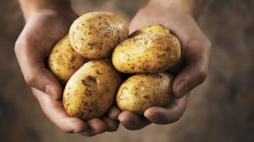 Utrolige fakta om poteter: sannheten om stivelse