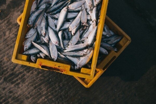 Du kan kjøpe fisk uten frykt - den ble fanget om morgenen (Foto: Pixabay.com)