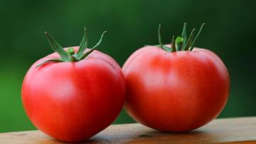 Tomater: fortynne blodet, kur hypertensjon, diabetes, og til og med onkologi
