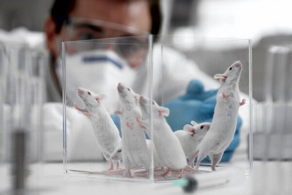 Forskningen viste seg å være veldig viktig, men det er viktig å vurdere at strukturen til rotter og mennesker fremdeles er forskjellig (Foto: newsland.com)
