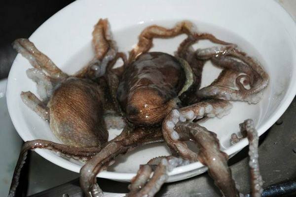 En levende blekksprut kan lage en god middag (Foto: prompx.info)