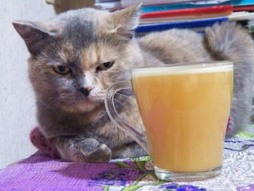 Fettforbrenning drink fra katt Vasilina