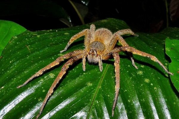 Bitt av selv små edderkopper kan være farlig (Foto: topcafe.su)