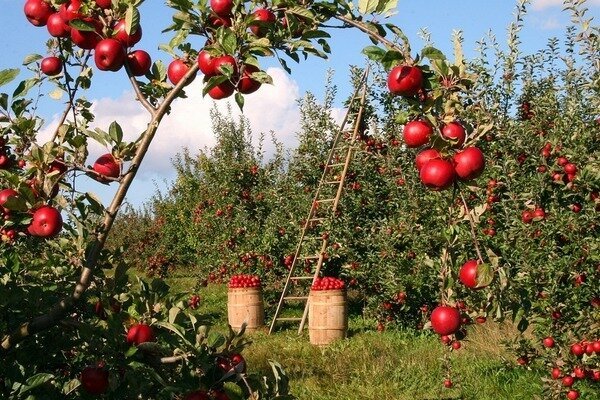 Bare ett eple kan drepe en dårlig lukt. (Foto: Pixabay.com)
