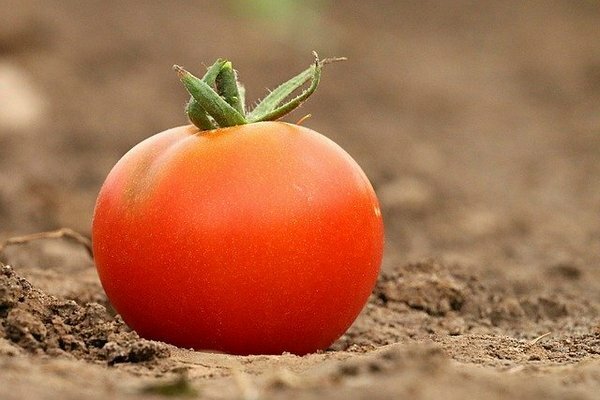 Mange oppbevarer tomater i kjøleskapet. Det viser seg at dette er en feil (Foto: Pixabay.com)